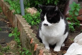 Vermisstmeldung Katze Männliche , 7 jahre Urbanya Frankreich