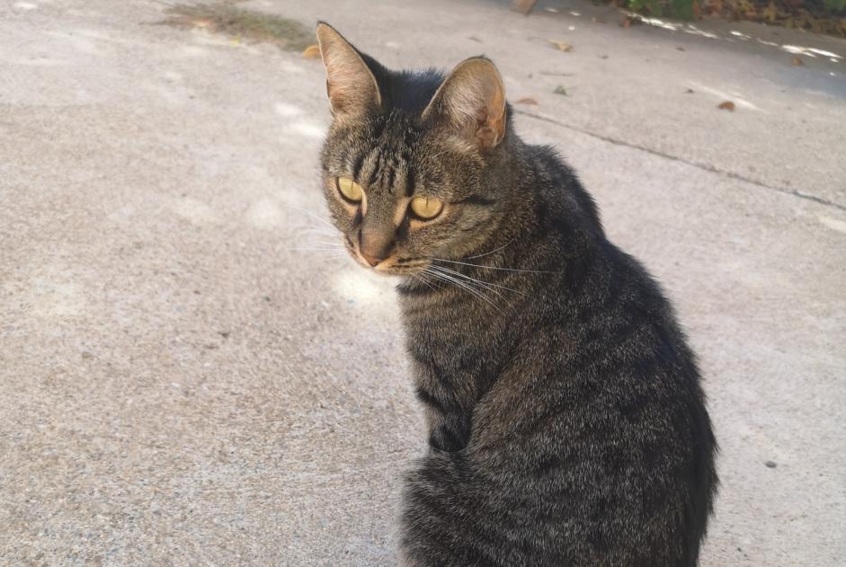 Alerta de Hallazgo Gato Hembra Ponteilla Francia