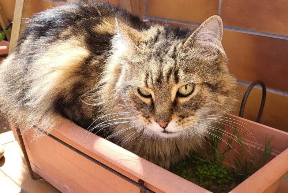 Alerta de Desaparición Gato cruce  Macho , 6 años Le Barcarès Francia